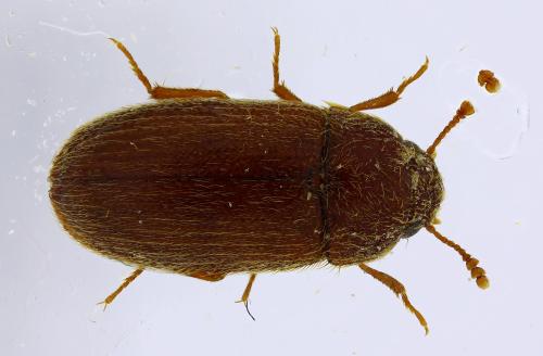 Réf. 310 750 : Typhaea stercorea